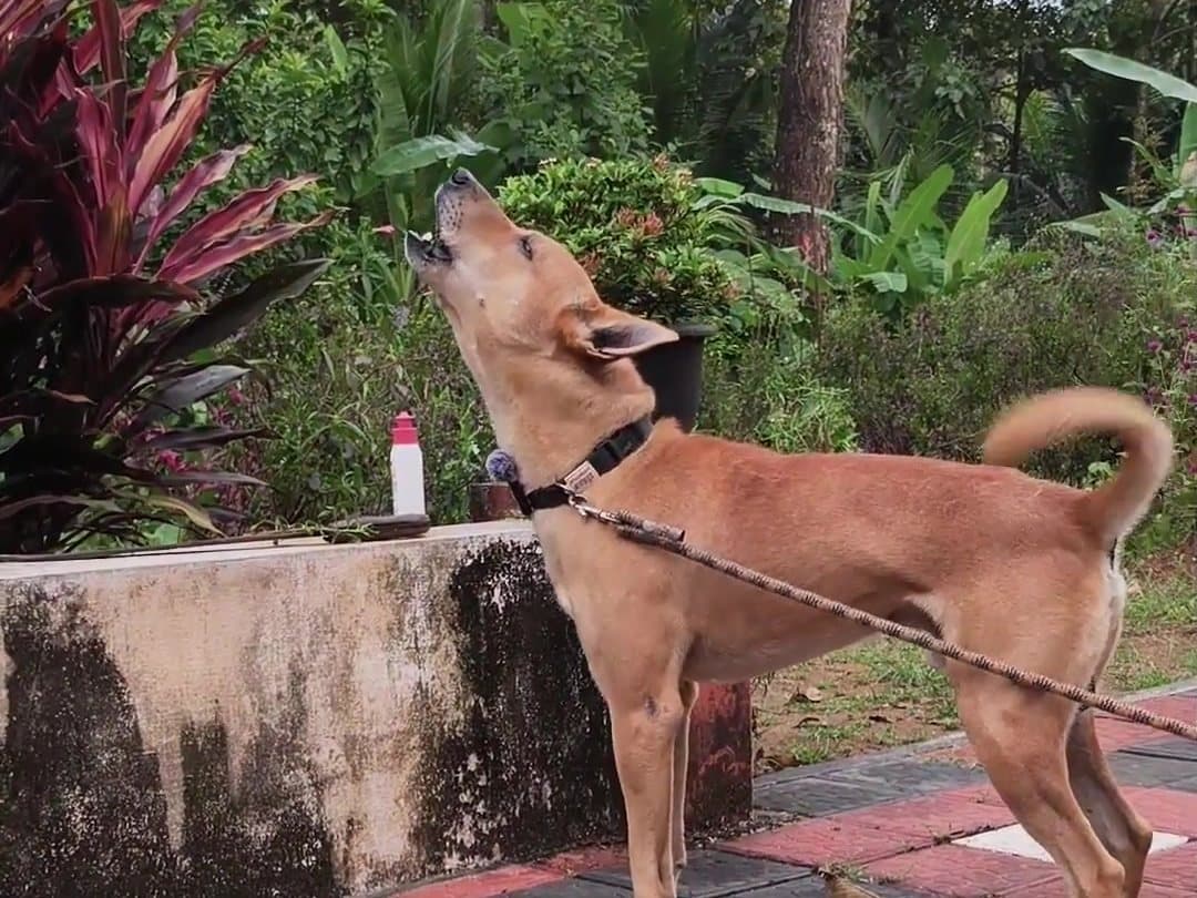 Bruno with his head up, howling