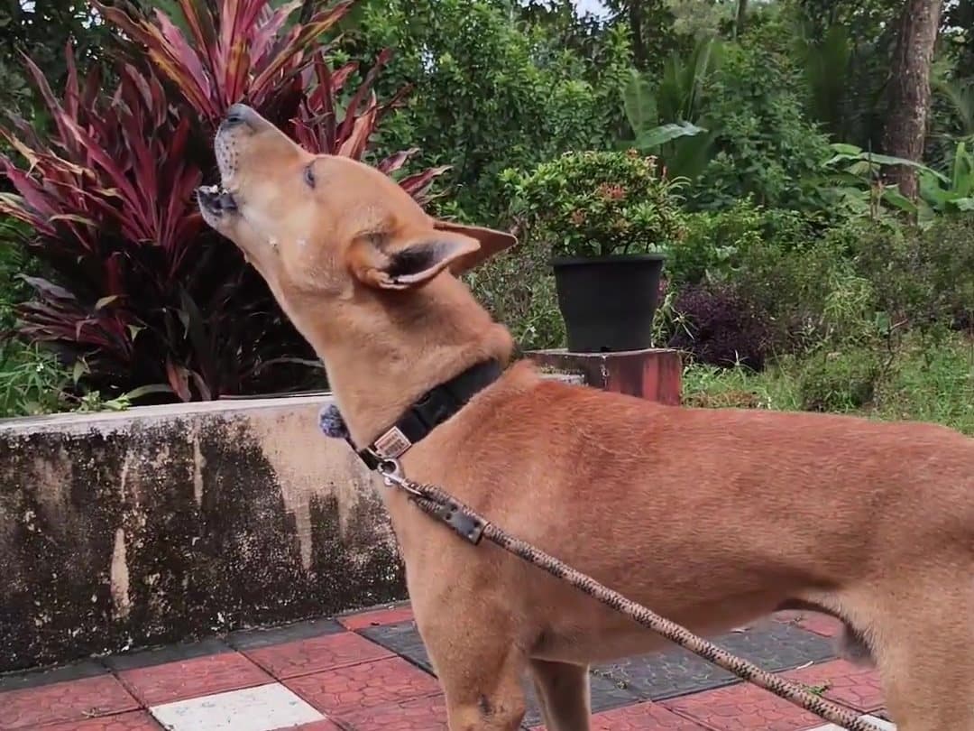 Bruno mid-howl