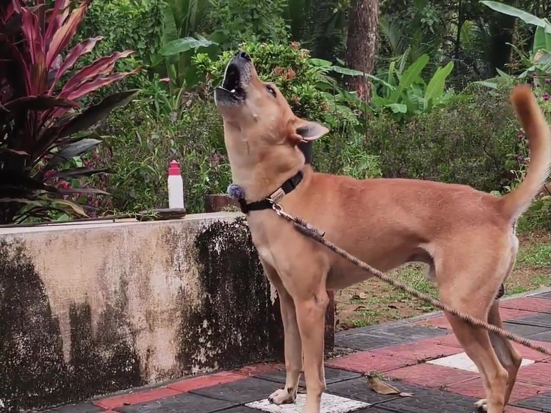 Bruno howling, tail up