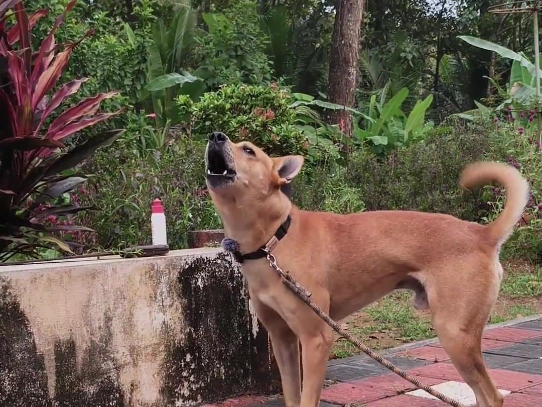 Bruno howling