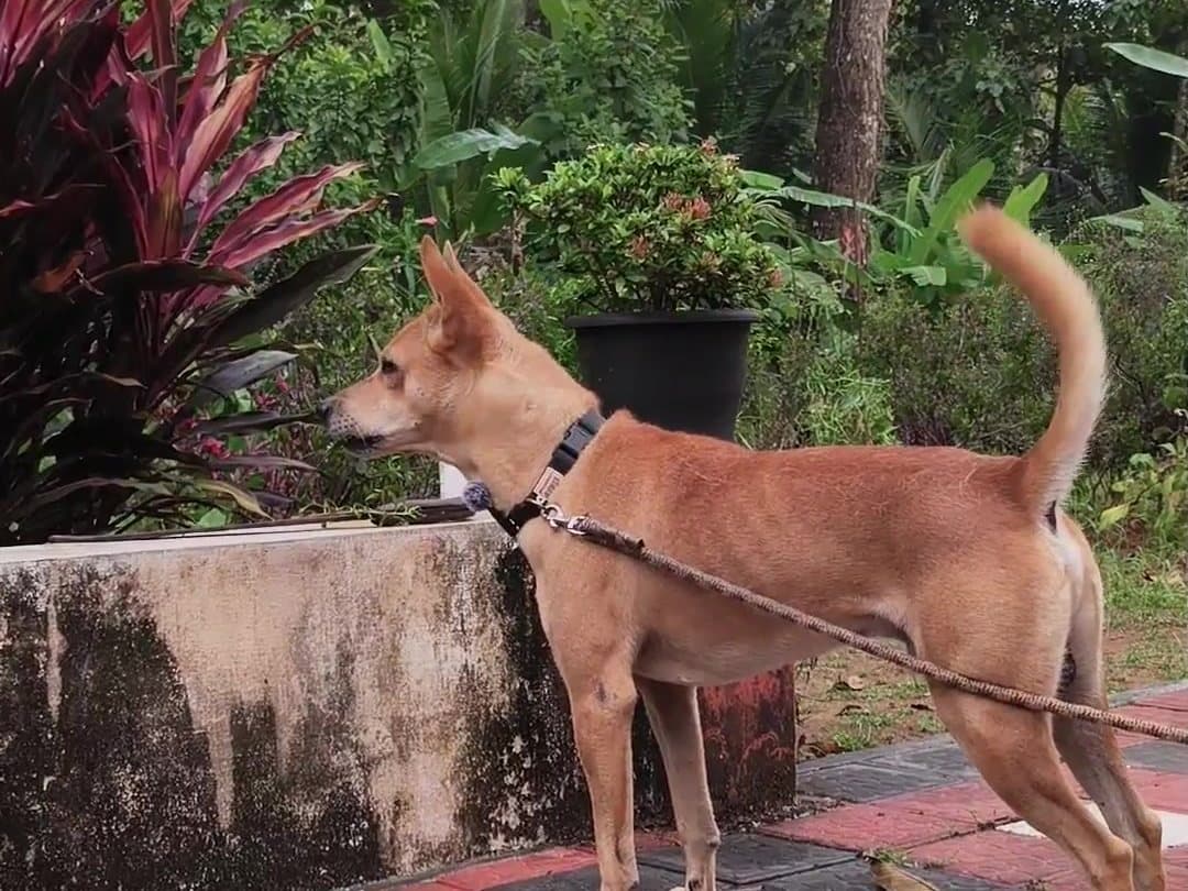 Bruno standing quietly
