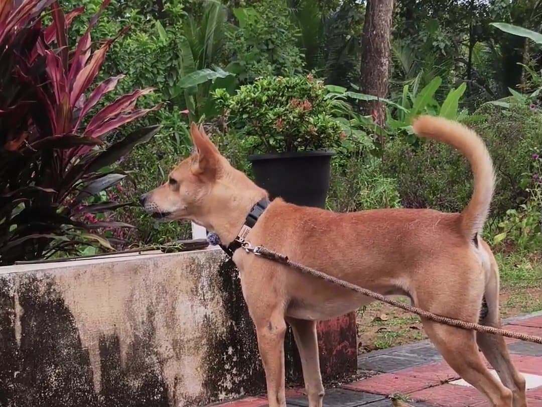 Bruno on the porch in the morning