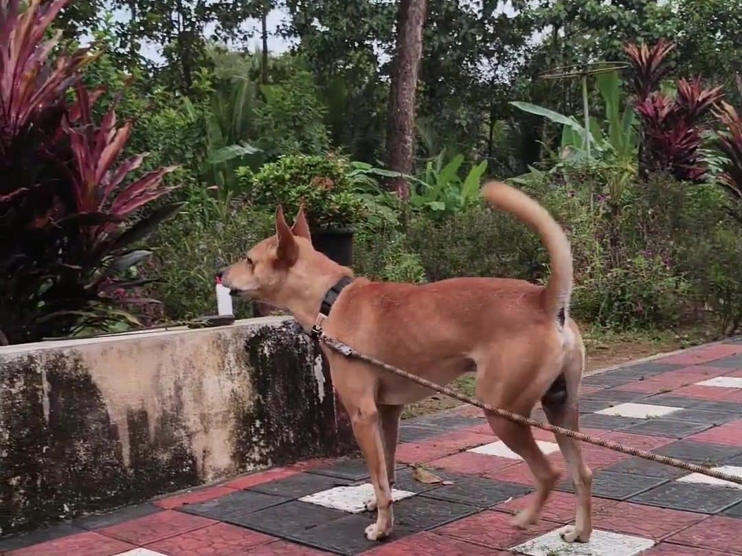 Bruno standing on the porch
