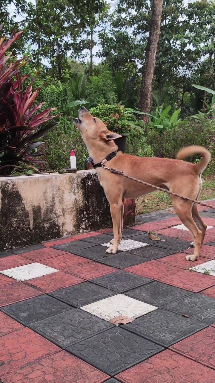 Bruno mid-howl