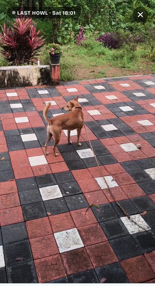 Bruno's last howl in the app